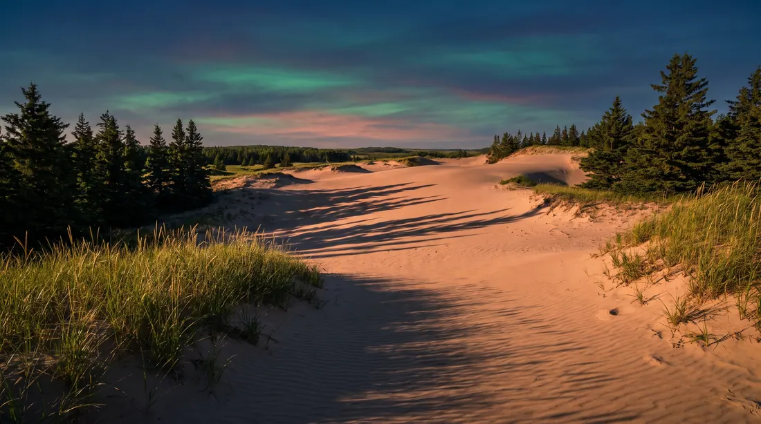 Sand dunes edged with spruce at golden hour