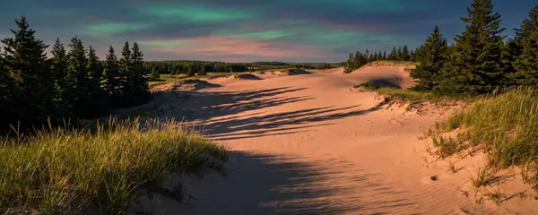 Sand dunes edged with spruce at golden hour